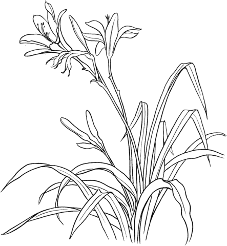 Hemerocallis Spp Or Day Lily Coloring Page